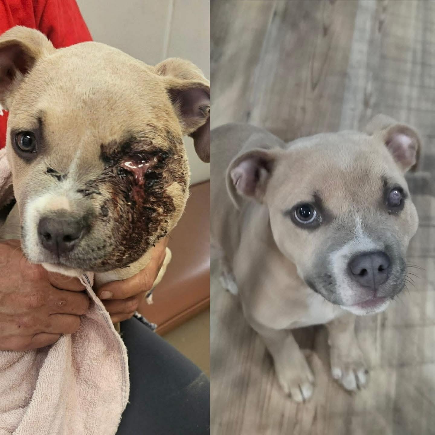 One eyed willie, adopted, Puppy Male Bulldog.