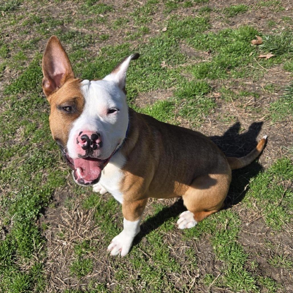 Enlarge Rocket, a Adoptable Mixed Breed in Vineland, NJ image 1/4
