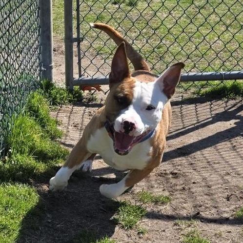 Enlarge Rocket, a Adoptable Mixed Breed in Vineland, NJ image 2/4