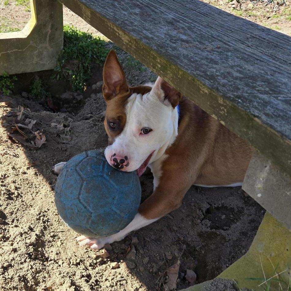 Enlarge Rocket, a Adoptable Mixed Breed in Vineland, NJ image 3/4