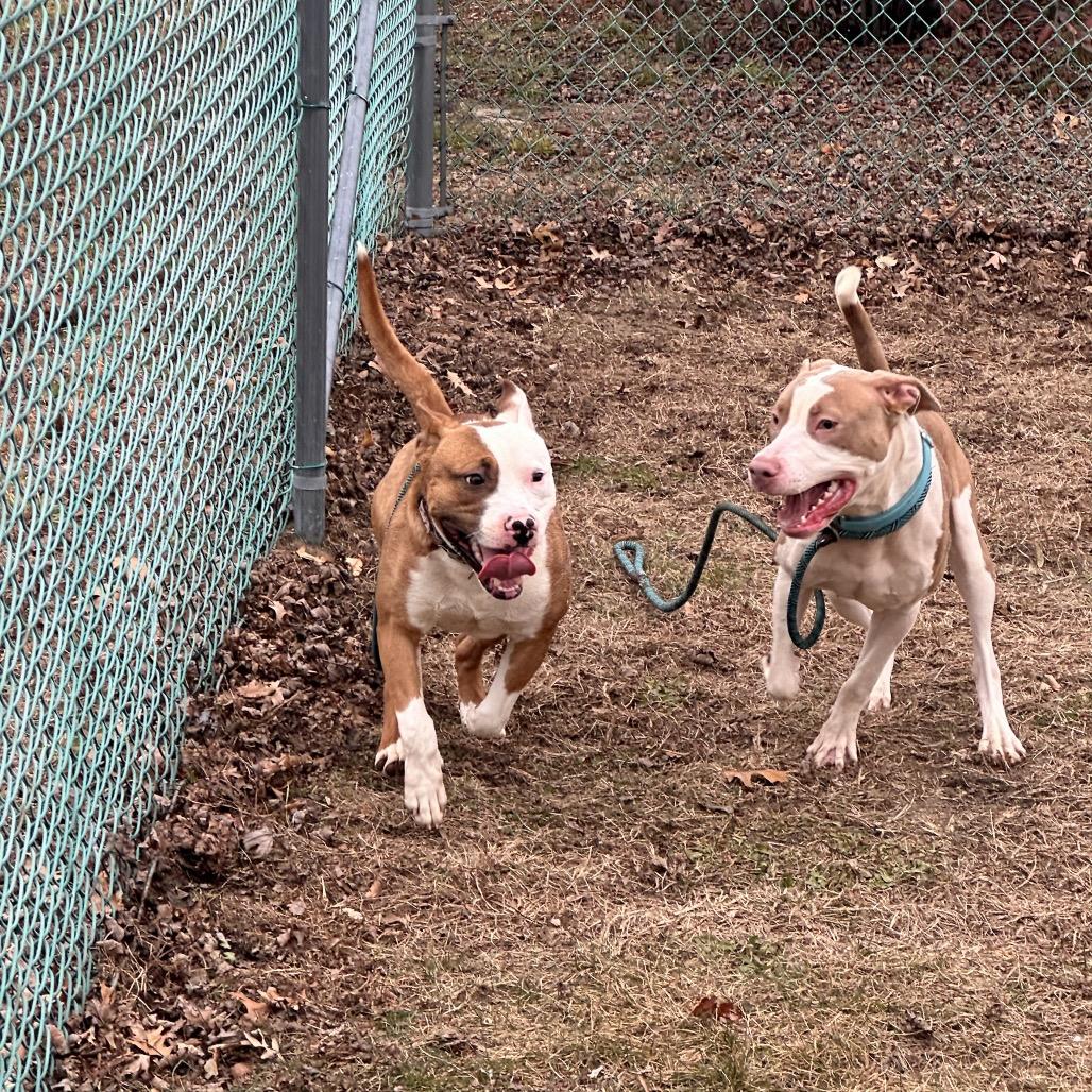 Enlarge Rocket, a Adoptable Mixed Breed in Vineland, NJ image 4/4