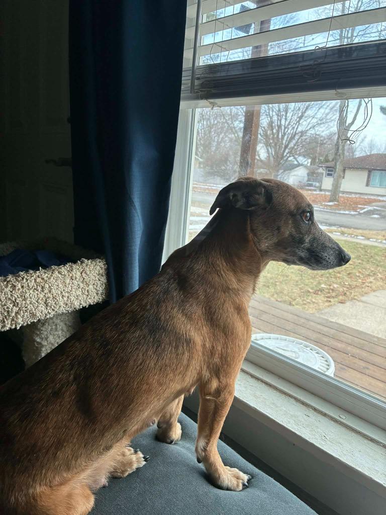Ruby, Adoptable, Adult Female Dachshund & Mixed Breed.