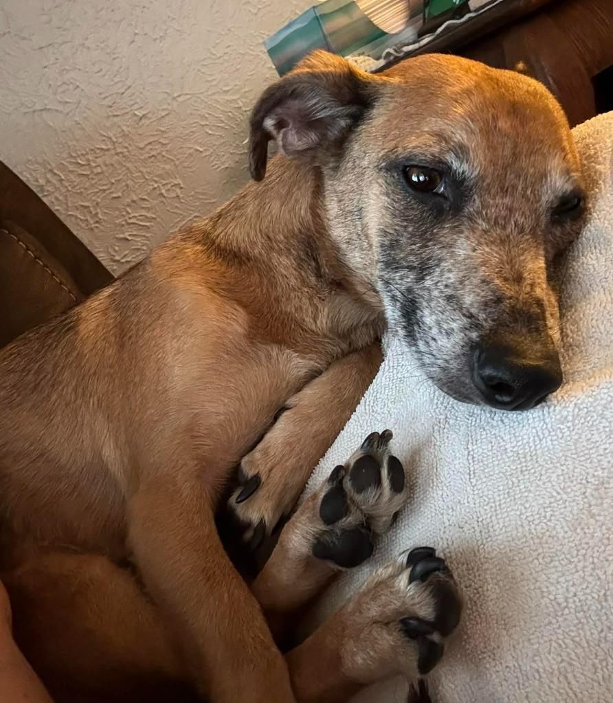 Enlarge Ruby, a Adoptable mixed breed in Charlotte, MI image 2/6