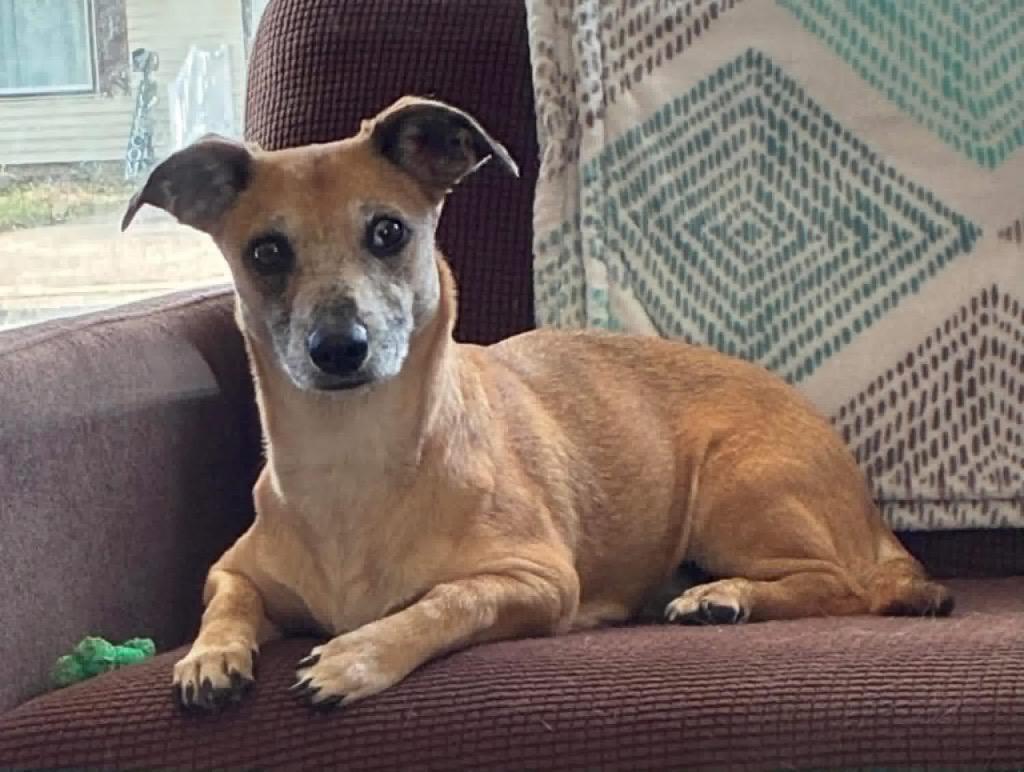 Enlarge Ruby, a Adoptable mixed breed in Charlotte, MI image 3/6