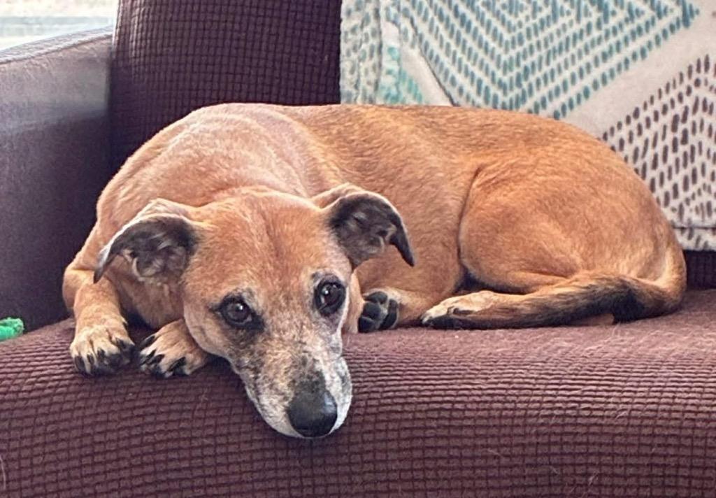 Enlarge Ruby, a Adoptable mixed breed in Charlotte, MI image 4/6