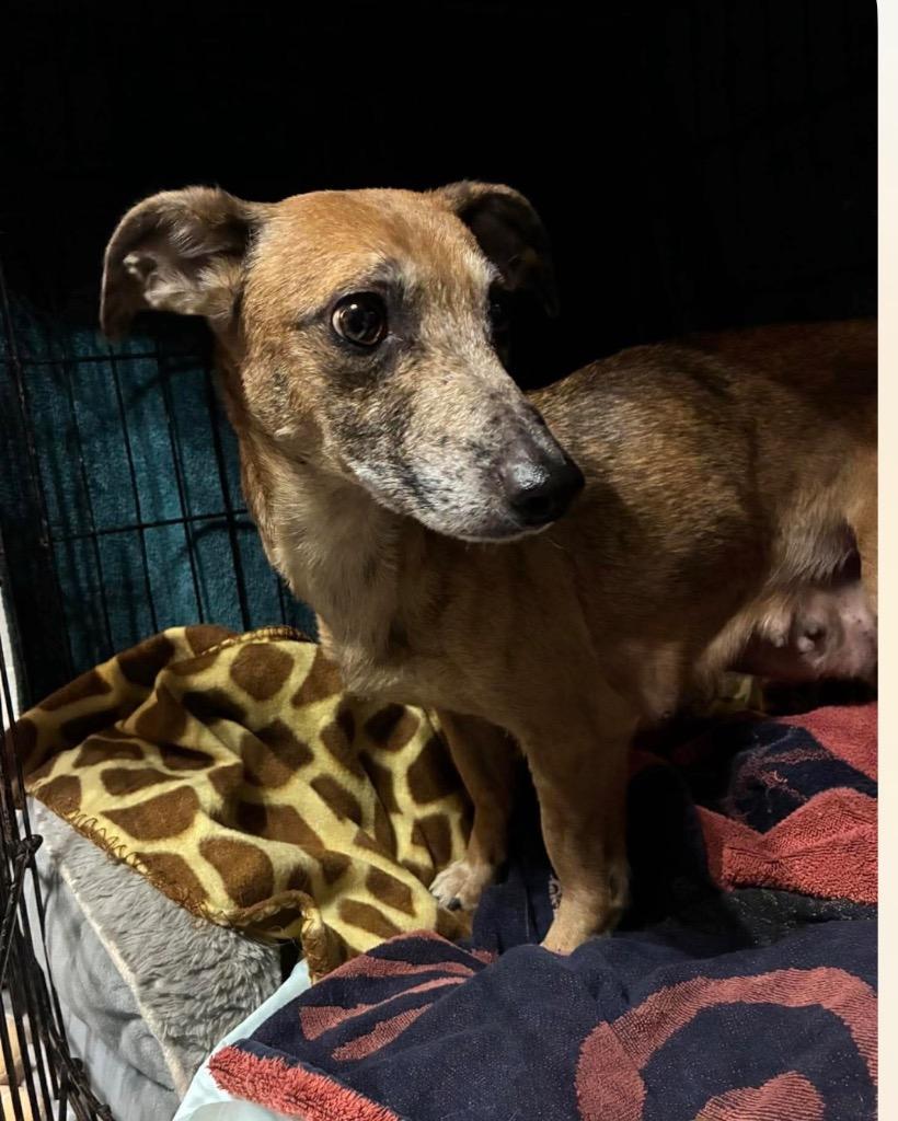 Enlarge Ruby, a Adoptable mixed breed in Charlotte, MI image 5/6