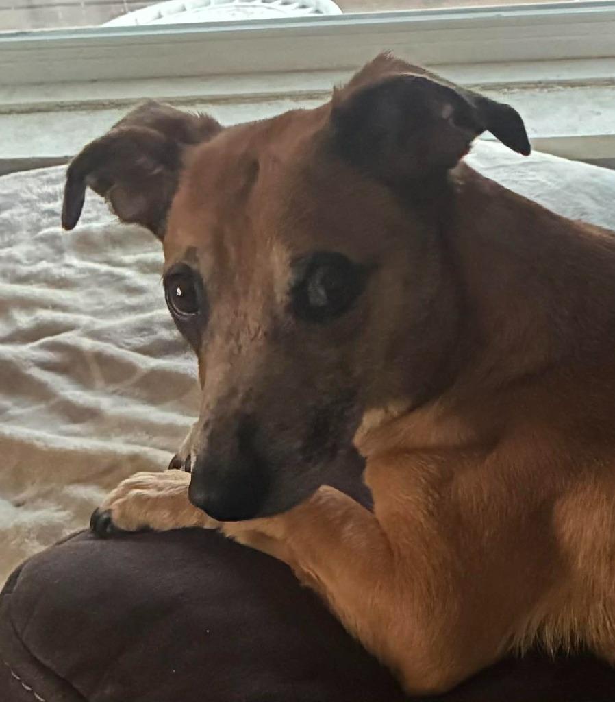 Enlarge Ruby, a Adoptable mixed breed in Charlotte, MI image 6/6