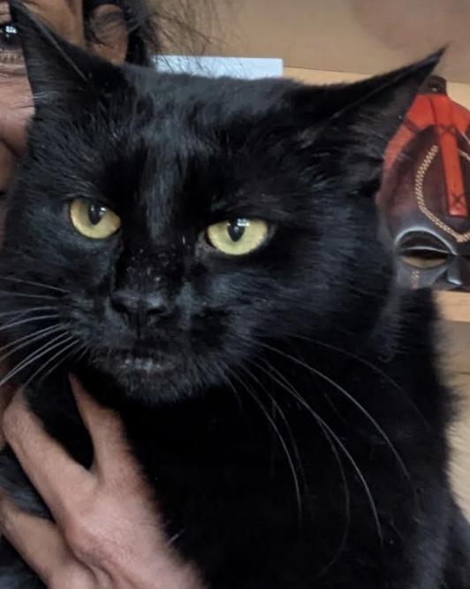 Kashmir, Adoptable, Adult Female Domestic Short Hair.