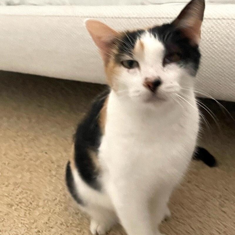 Molly Fish — thumbnail 2