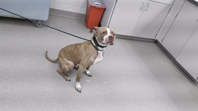 Enlarge BEAR, a Adoptable mixed breed in Omaha, NE image 1/1