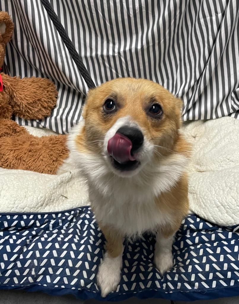 Max, Adoptable, Young Male Corgi.