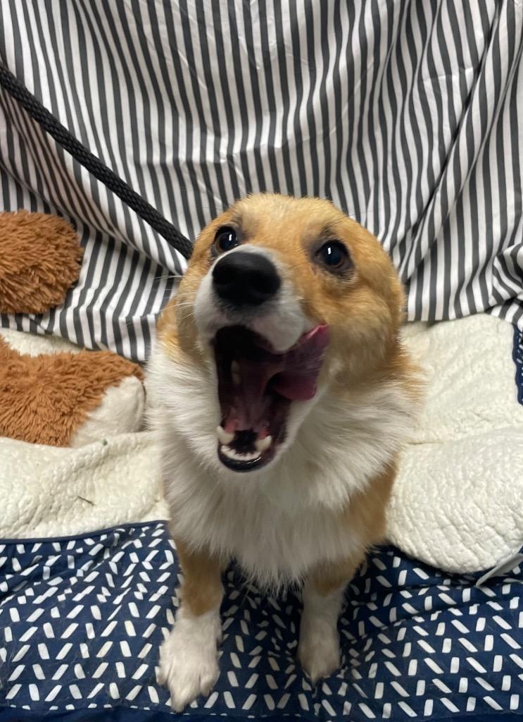 Max, a Adoptable Corgi in Fort Worth, TX image 2/3