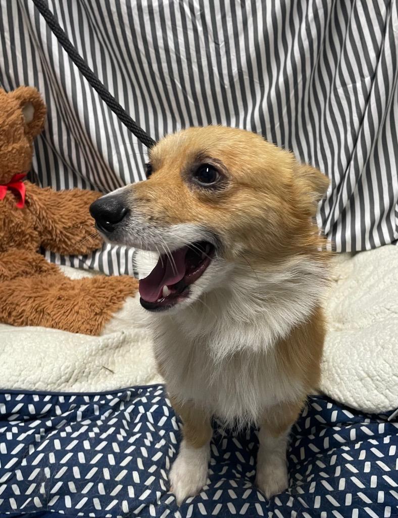 Max, a Adoptable Corgi in Fort Worth, TX image 3/3