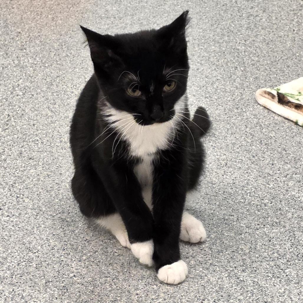 Ralphie, Adoptable, Young Male Domestic Short Hair.