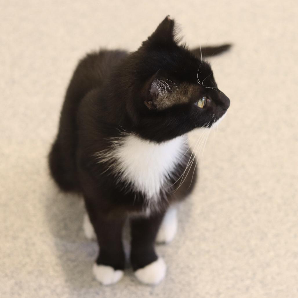 Enlarge Ralphie, a Adoptable Domestic Short Hair in Wheeling, IL image 2/4