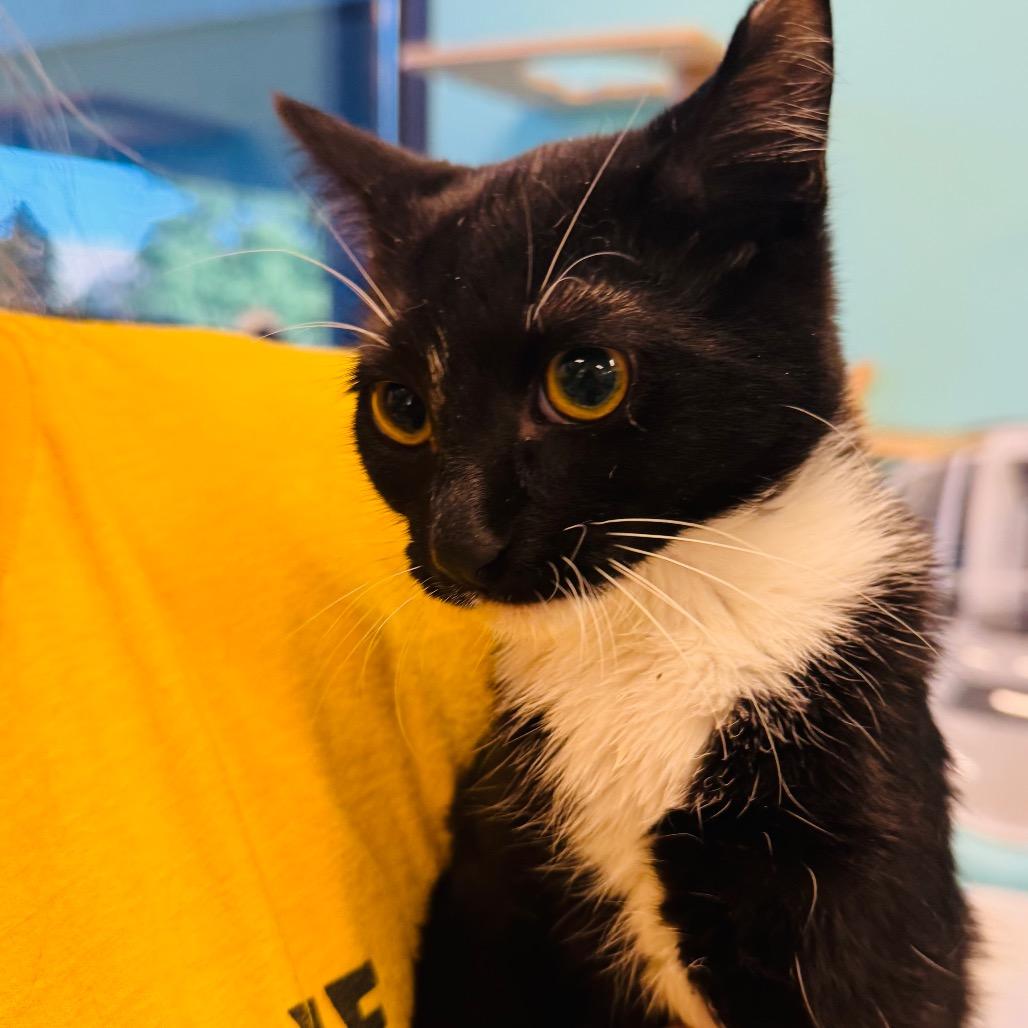 Enlarge Ralphie, a Adoptable Domestic Short Hair in Wheeling, IL image 3/4