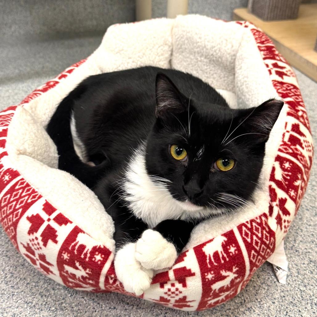 Enlarge Ralphie, a Adoptable Domestic Short Hair in Wheeling, IL image 4/4