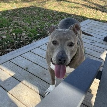 Enlarge PRINCESSA, a Adoptable Pit Bull Terrier in Dublin, OH image 4/6