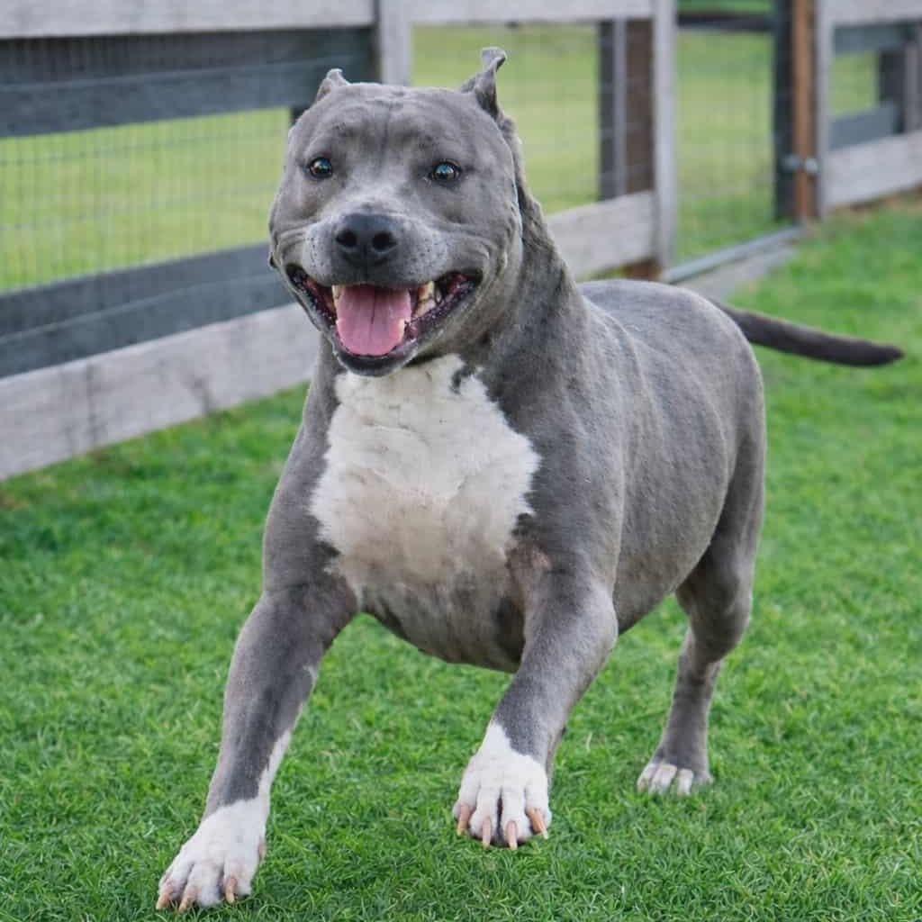 Enlarge PRINCESSA, a Adoptable Pit Bull Terrier in Dublin, OH image 1/6