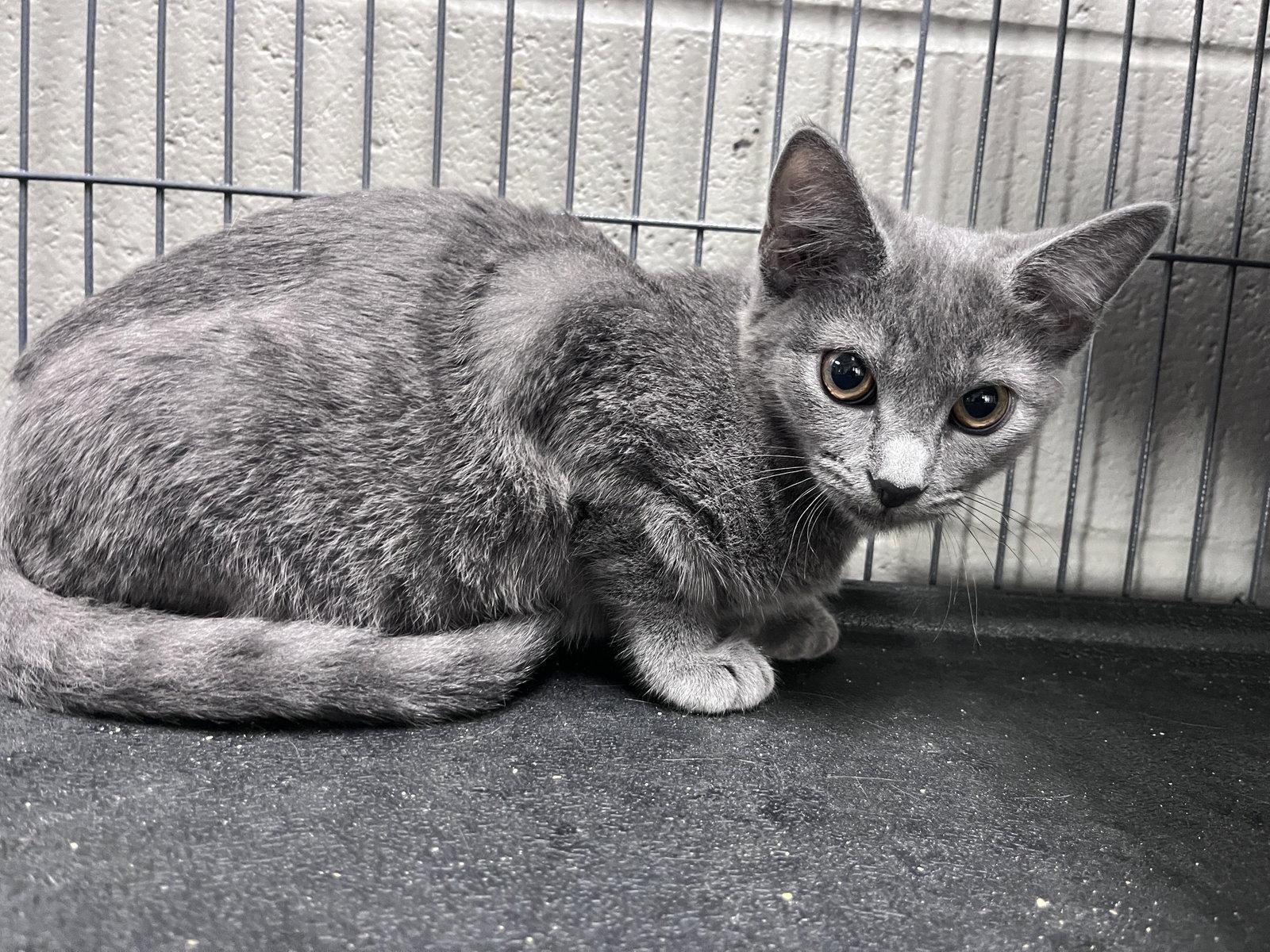 Enlarge Weenie, a Adoptable Domestic Short Hair in Carrollton, GA image 1/3