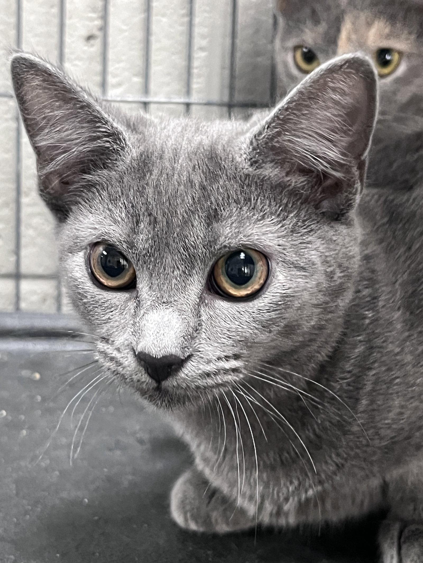 Enlarge Weenie, a Adoptable Domestic Short Hair in Carrollton, GA image 2/3