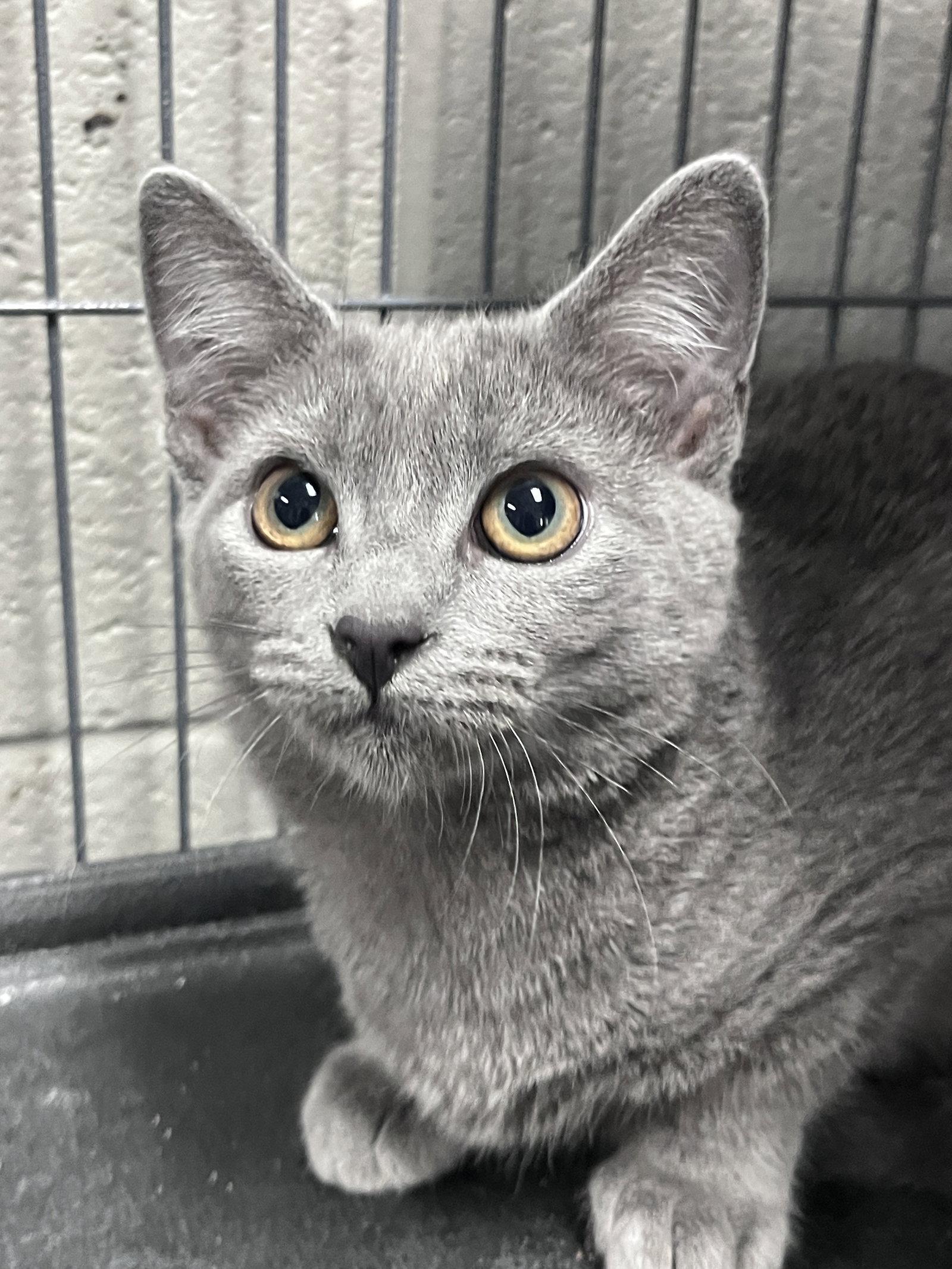Enlarge Weenie, a Adoptable Domestic Short Hair in Carrollton, GA image 3/3