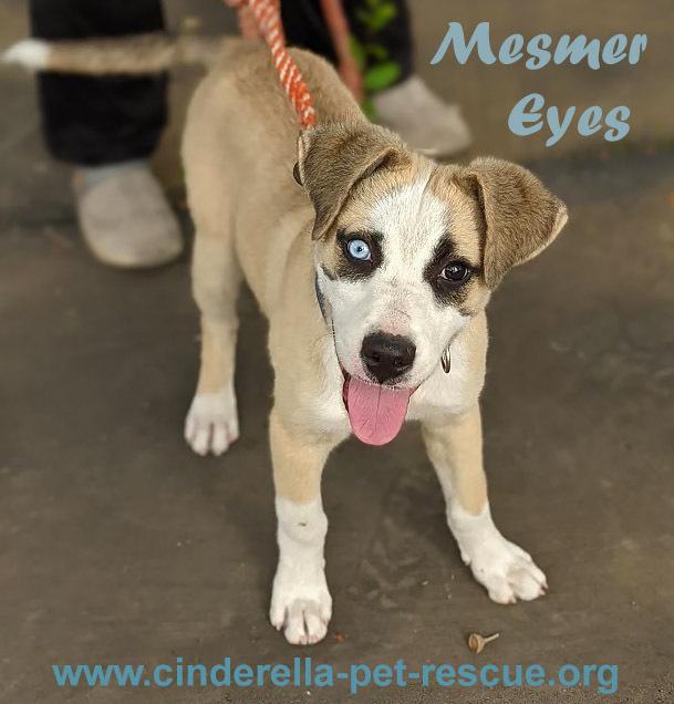 Mesmer Eyes, Adoptable, Young Male Anatolian Shepherd & Husky.