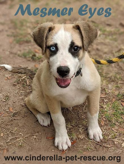 Enlarge Mesmer Eyes, a Adoptable mixed breed in Mission, TX image 2/5