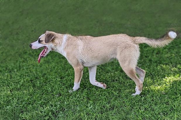 Enlarge Mesmer Eyes, a Adoptable mixed breed in Mission, TX image 3/5