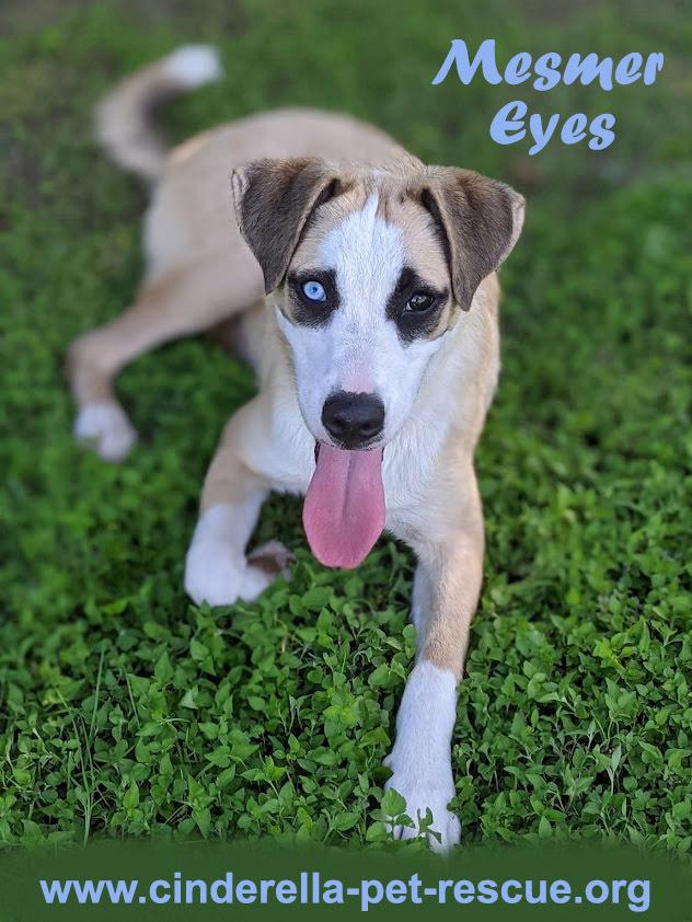Enlarge Mesmer Eyes, a Adoptable mixed breed in Mission, TX image 4/5