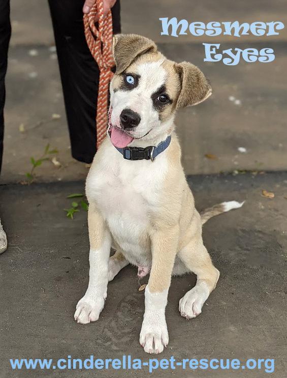 Enlarge Mesmer Eyes, a Adoptable mixed breed in Mission, TX image 5/5