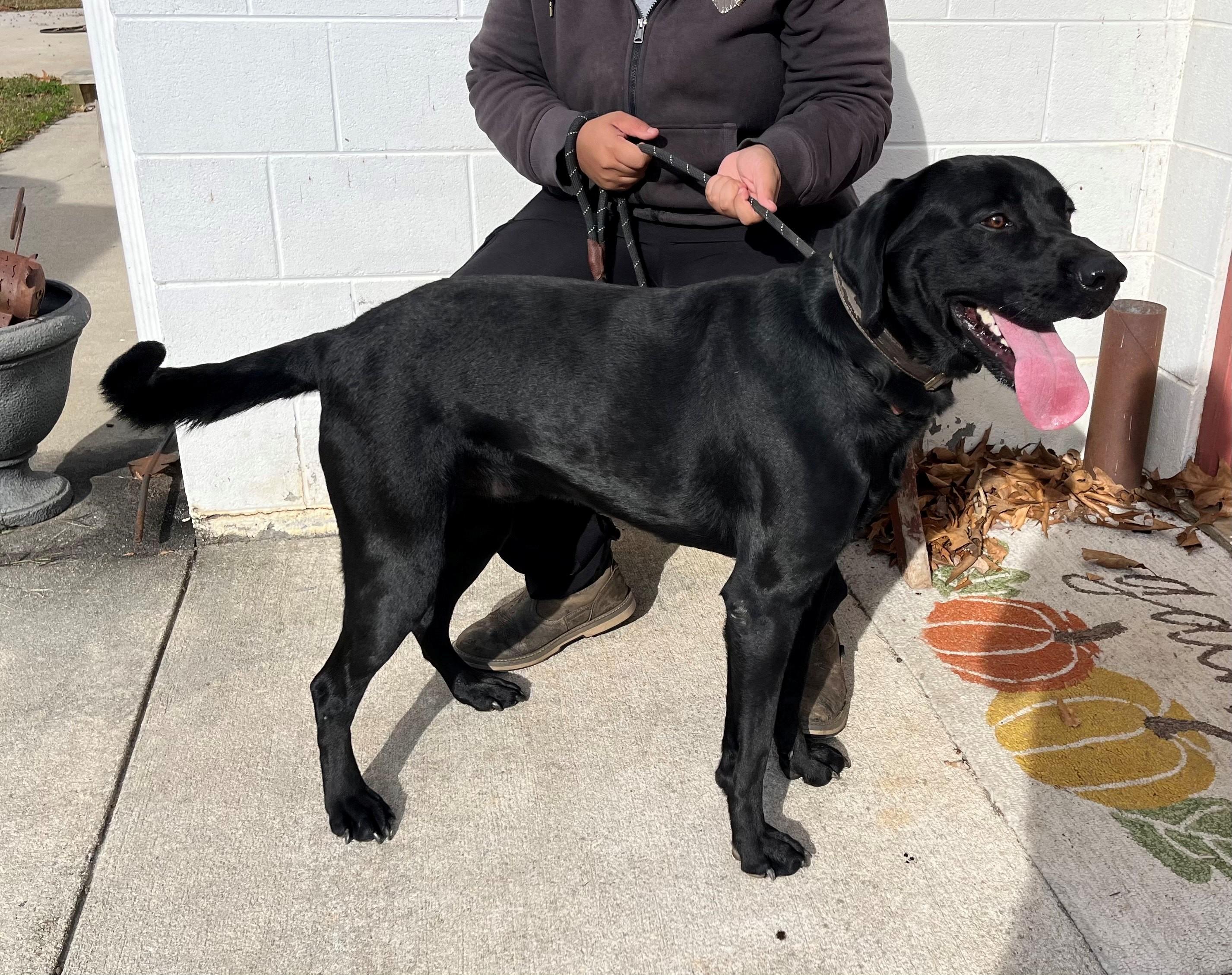 Tex Gorgeous Lab Boy 70 Pounds 1 year Old Total Labby boy!
