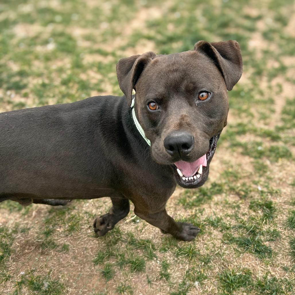 Oppi, Adoptable, Adult Male Chocolate Labrador Retriever & Mixed Breed.