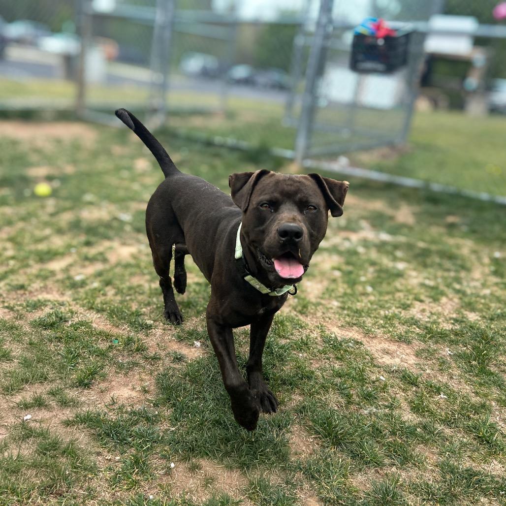 Oppi, a Adoptable mixed breed in Harrisonburg, VA image 2/6