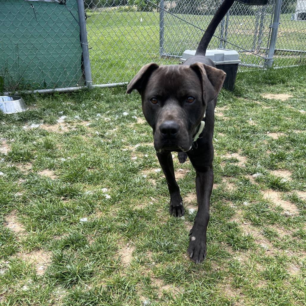 Oppi, a Adoptable mixed breed in Harrisonburg, VA image 3/6