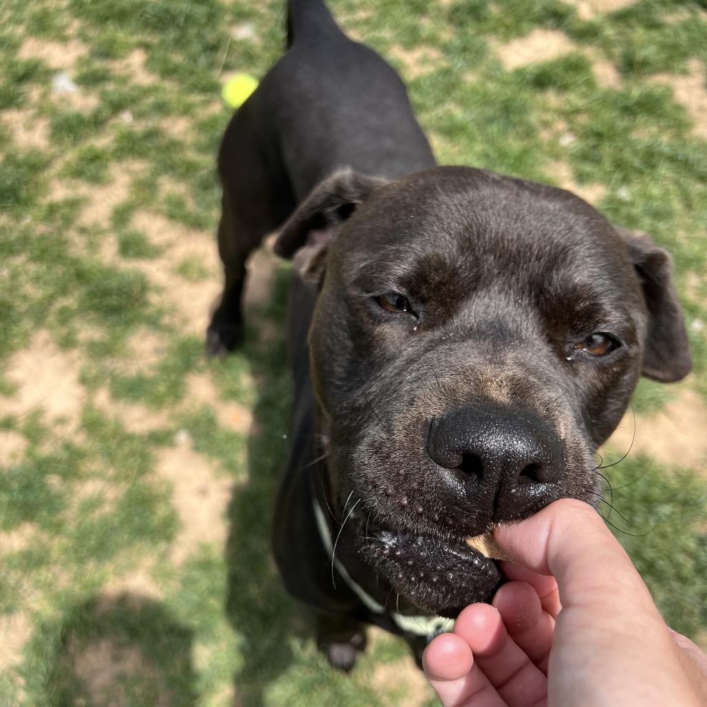 Oppi, a Adoptable mixed breed in Harrisonburg, VA image 4/6