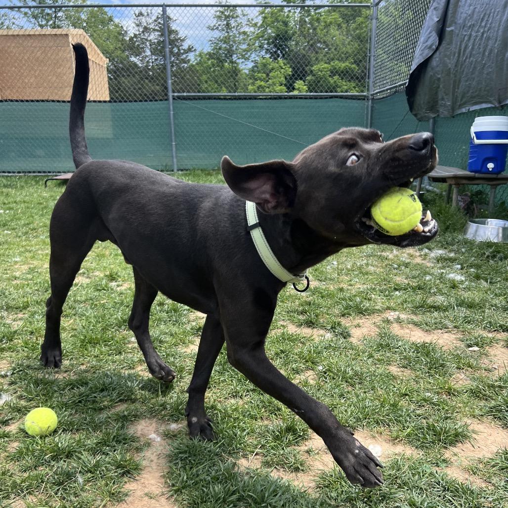 Oppi, a Adoptable mixed breed in Harrisonburg, VA image 5/6