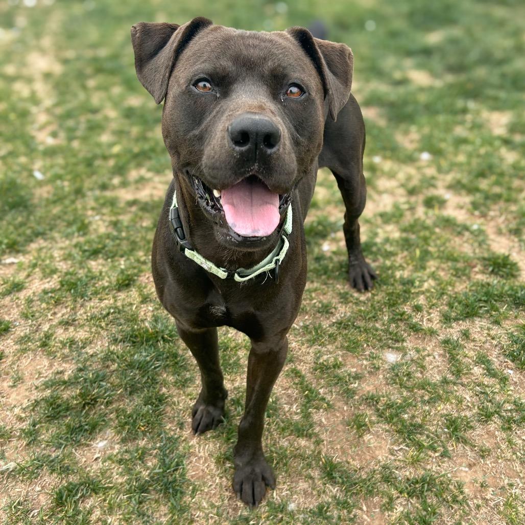 Oppi, a Adoptable mixed breed in Harrisonburg, VA image 6/6