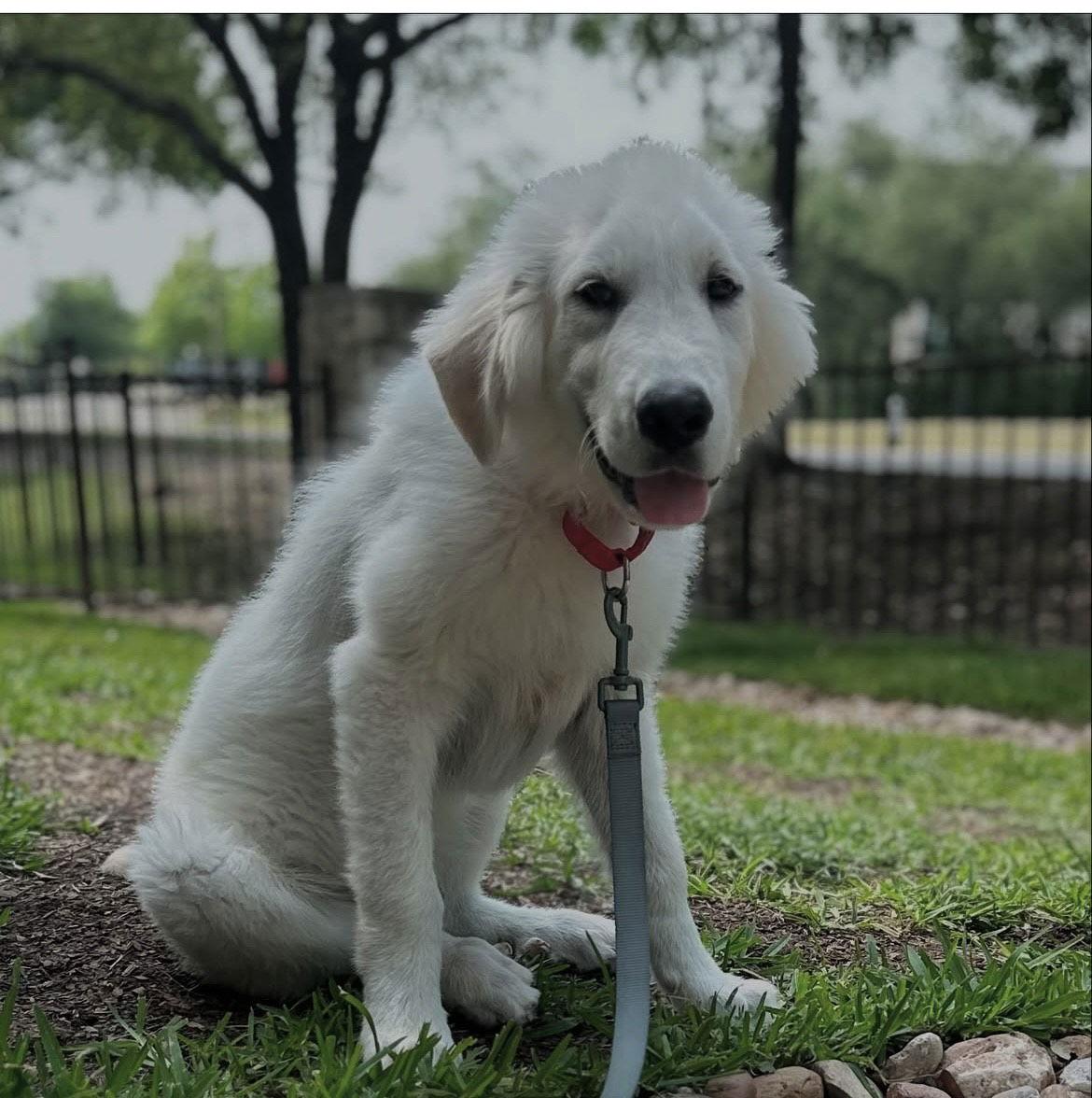 Linus, Adopted, Puppy Male Great Pyrenees.