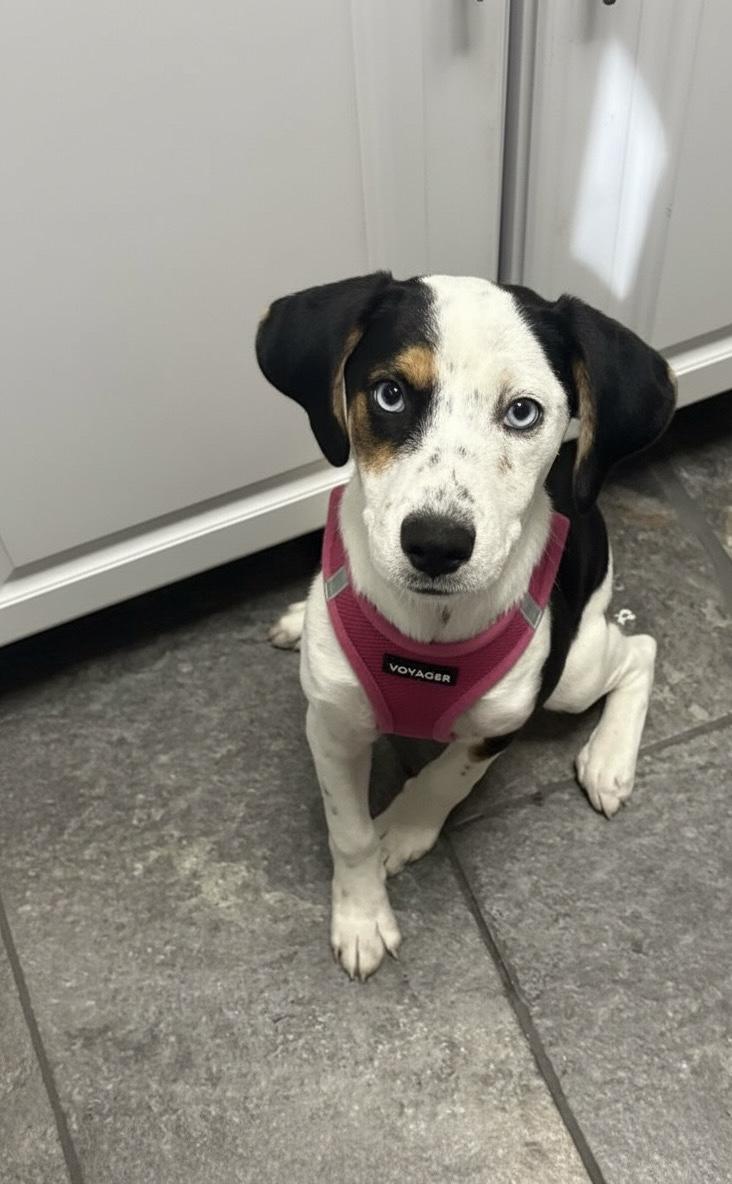 Enlarge Willow, a Adoptable mixed breed in Hillsdale, NY image 2/4