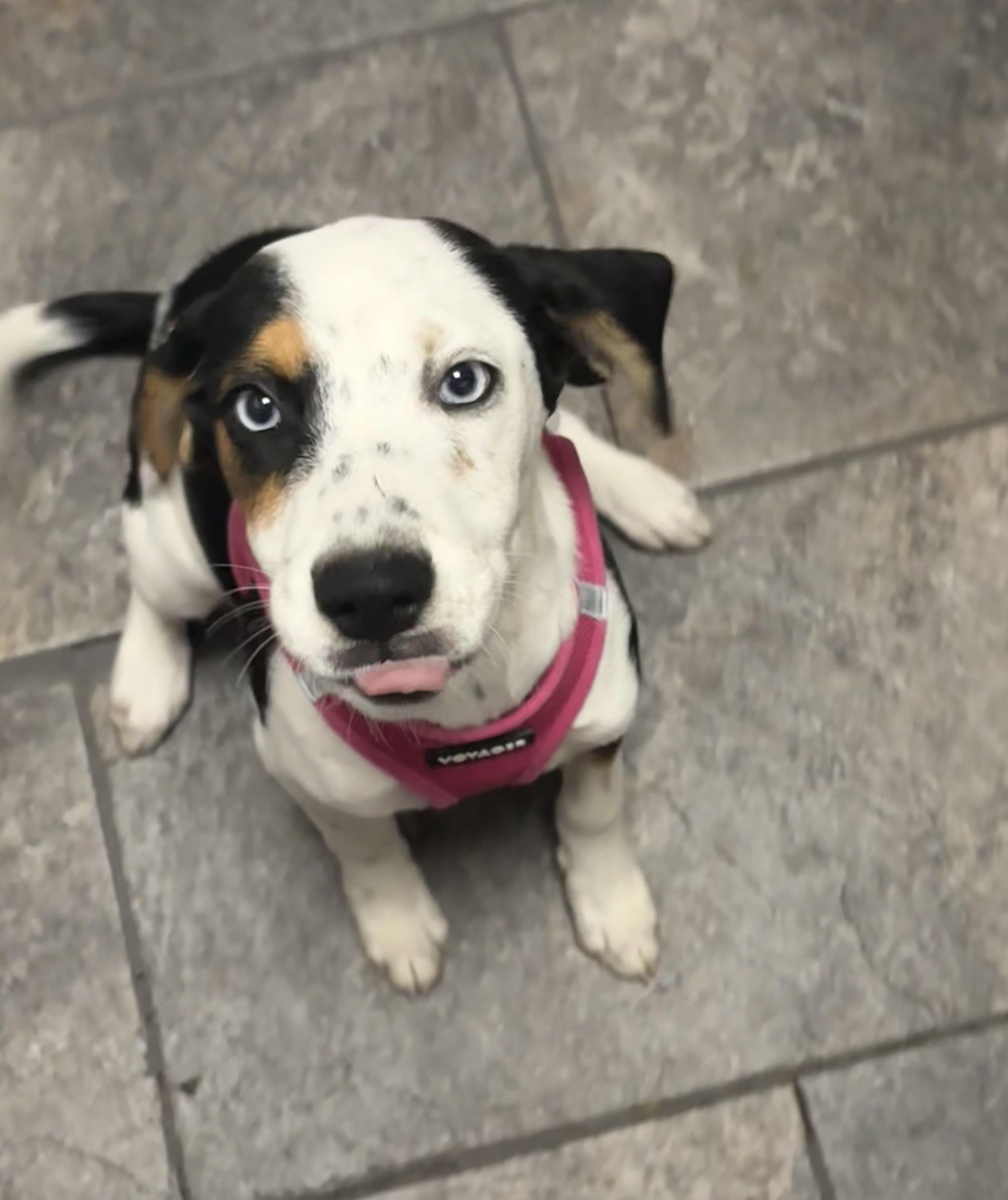 Enlarge Willow, a Adoptable mixed breed in Hillsdale, NY image 3/4