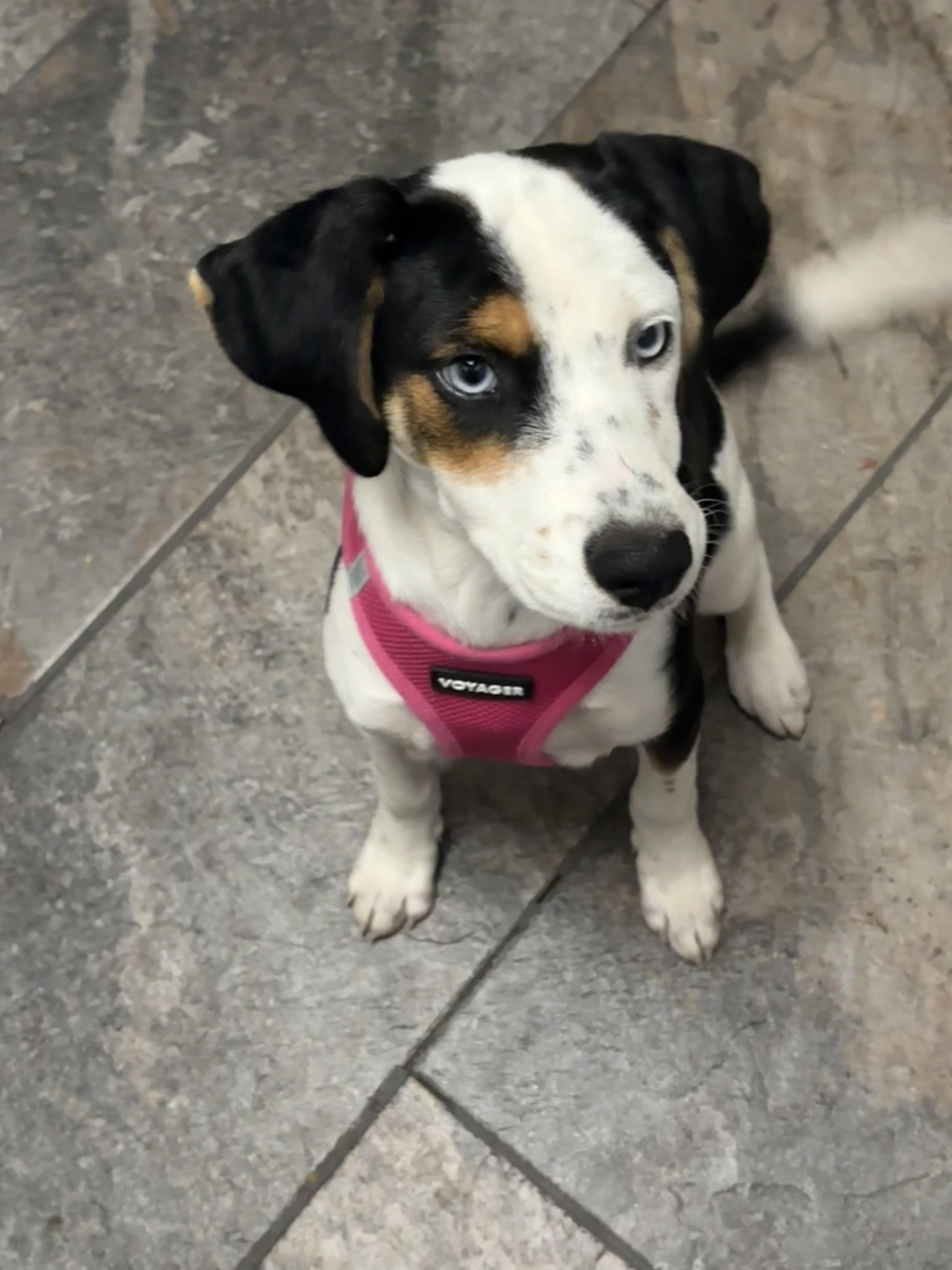 Enlarge Willow, a Adoptable mixed breed in Hillsdale, NY image 4/4