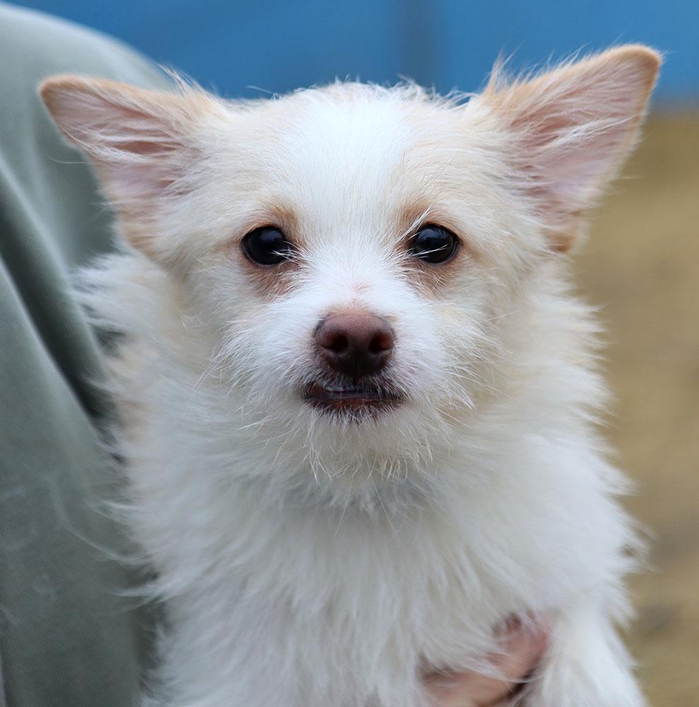 Donnie (AO35970), adopted, Young Male Terrier.