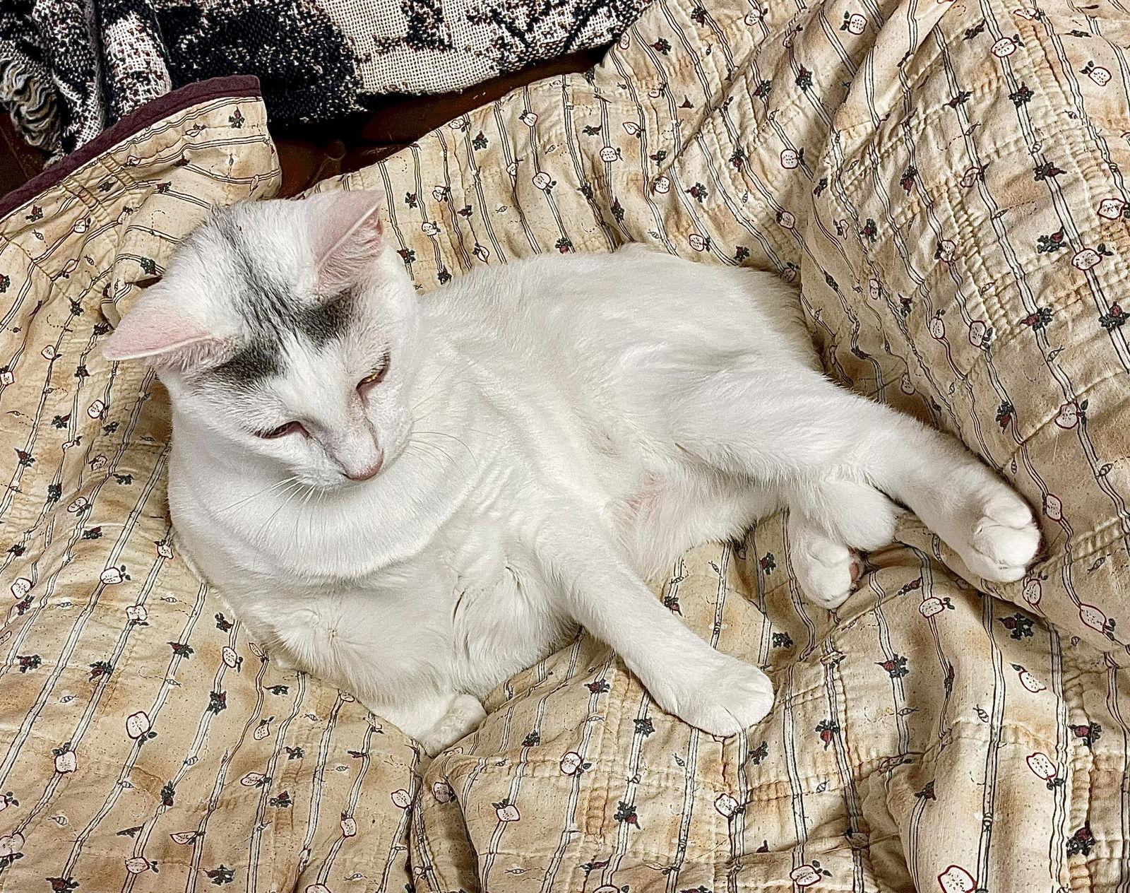 Cotton, Adoptable, Young Female Domestic Short Hair.