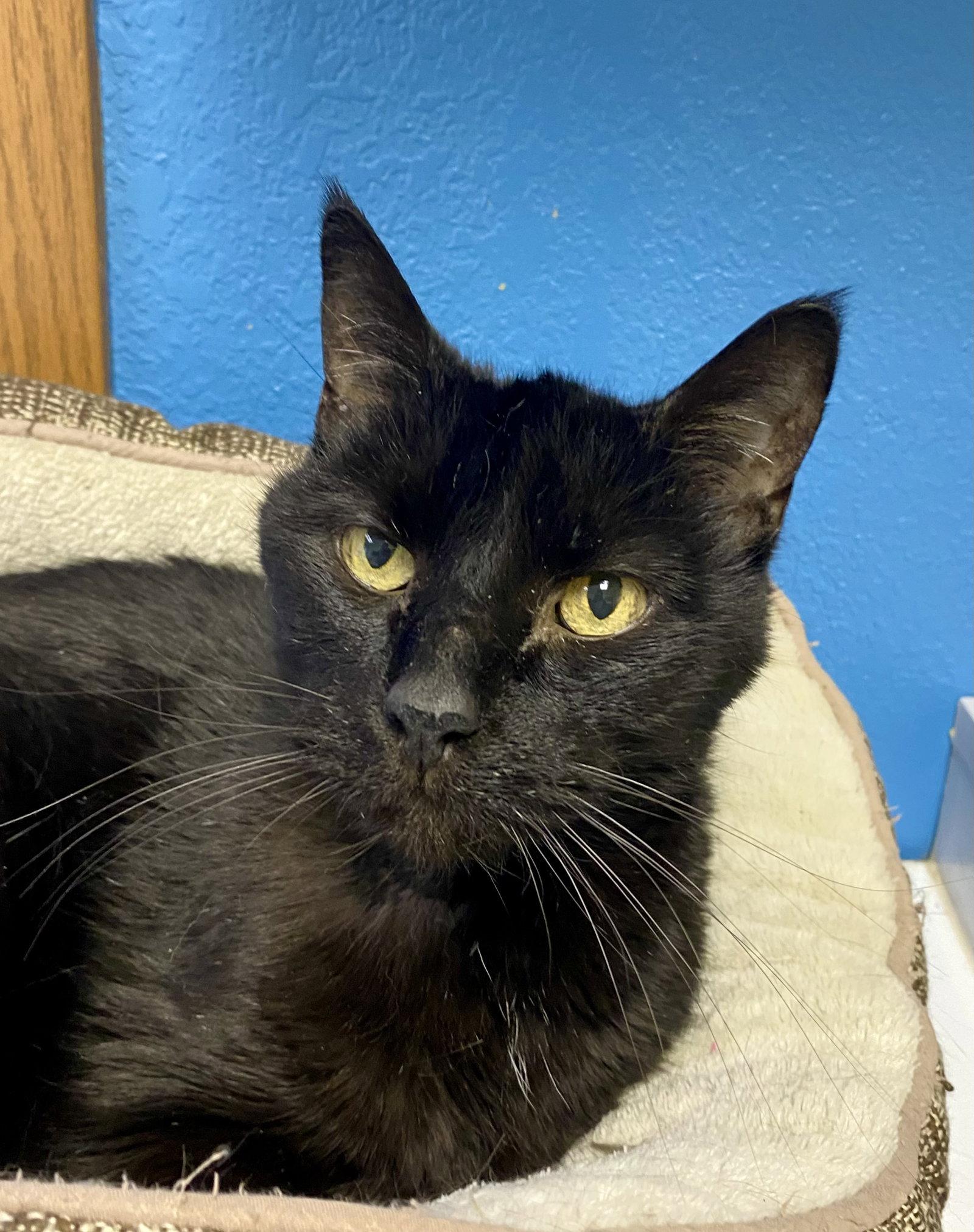 Enlarge Luke Skywhisker, a Adoptable Domestic Short Hair in Fargo, ND image 1/2