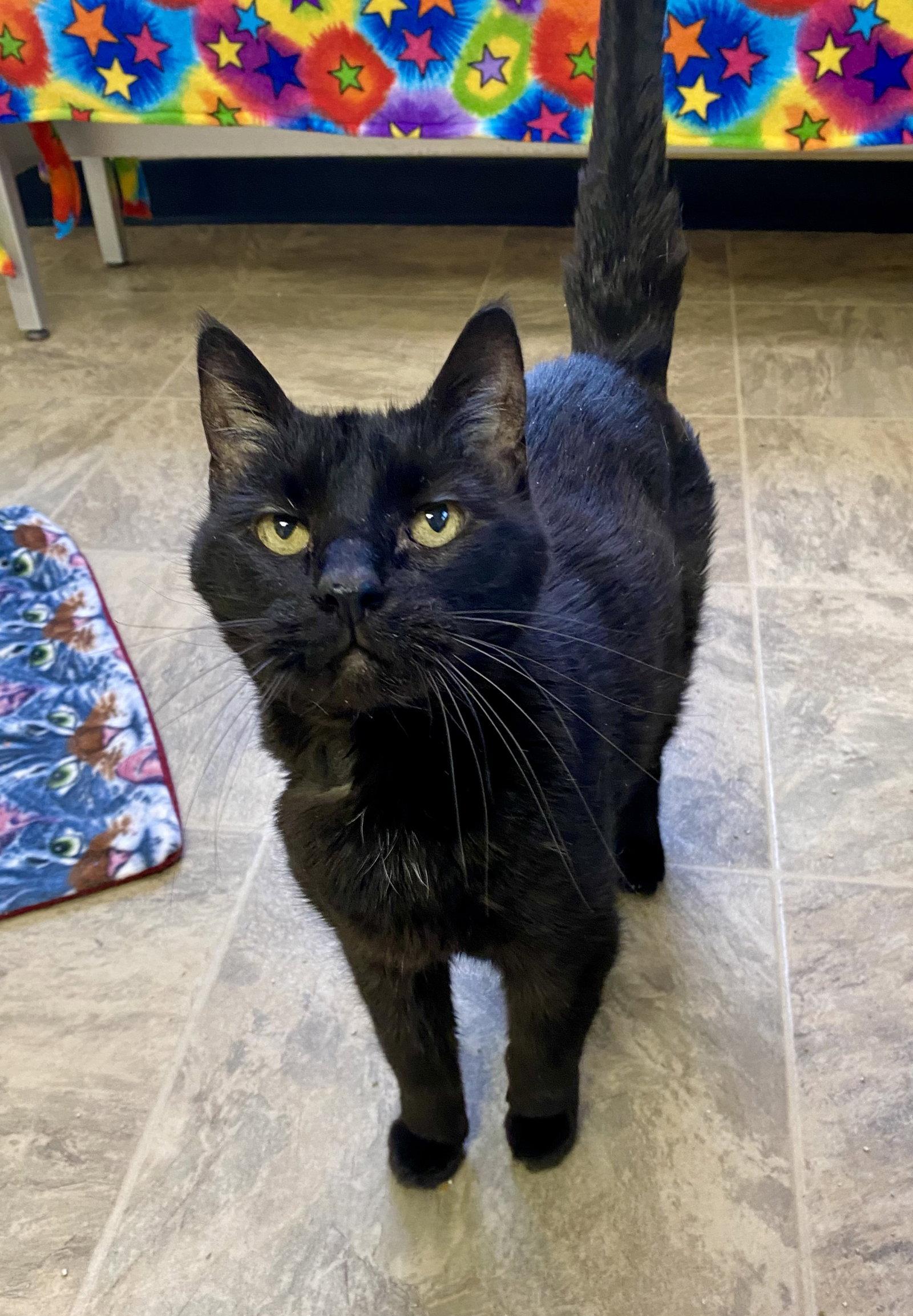 Enlarge Luke Skywhisker, a Adoptable Domestic Short Hair in Fargo, ND image 2/2