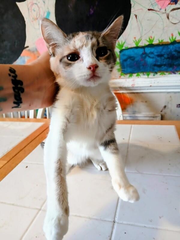Enlarge Minnie, a Adoptable Calico in Partlow, VA image 1/2