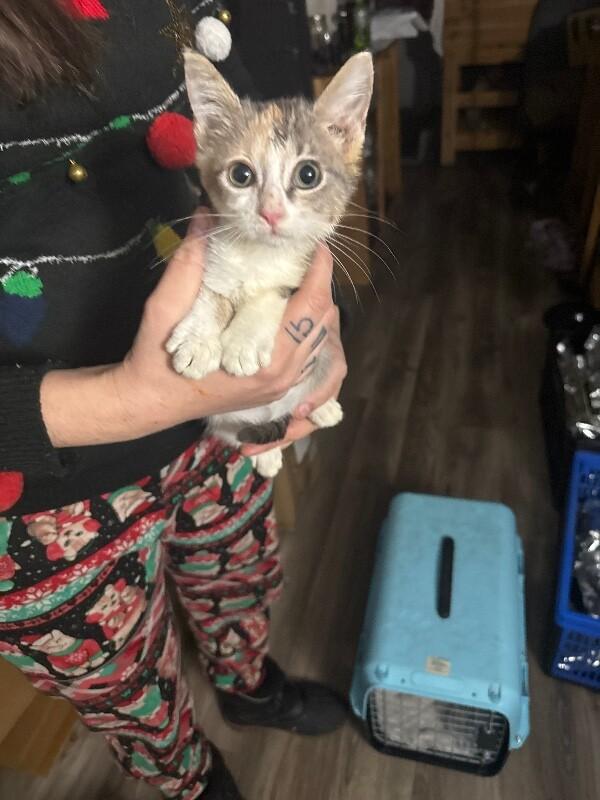 Enlarge Minnie, a Adoptable Calico in Partlow, VA image 2/2