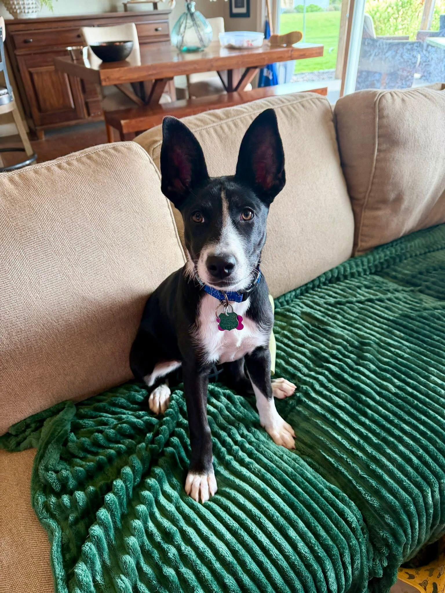 Daisy, a Adoptable Pit Bull Terrier in New London, WI image 1/2