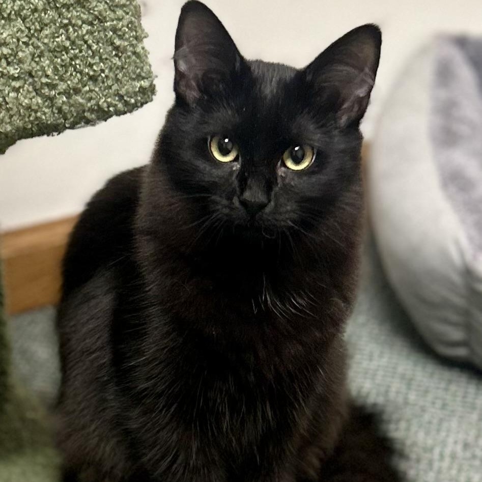 Enlarge Cobra & Scar, bonded pair, an adopted mixed breed in Chicago, IL image 5/6